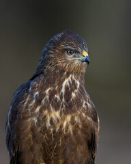 Common buzzard (Buteo buteo)