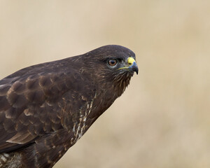 Common buzzard (Buteo buteo)