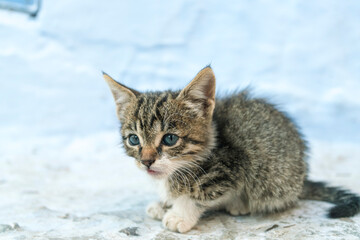 Morocco, Chefchaouen, Kitten on wall
