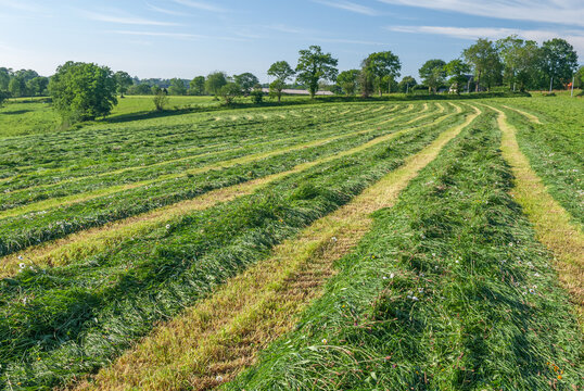 Herbage, foin, andainage Ray grass d'Italie. Andains