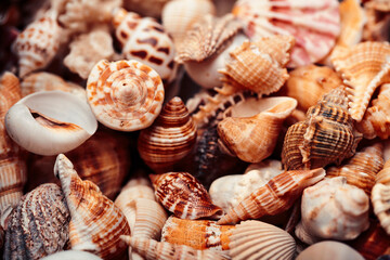 a lot of different empty sea shells, natural background, macro details
