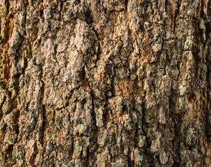 Tree bark texture wallpaper   old tree bark texture for screensaver or design
