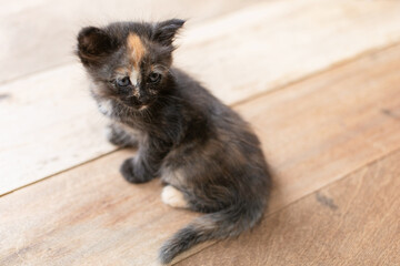 Obraz premium cute kitten sitting on a wooden table in the living room