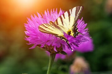 Fototapeta premium A beautiful butterfly over the branch flower