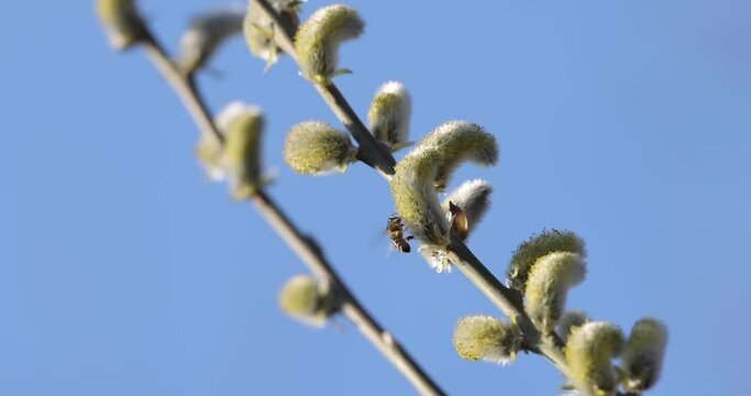 bees collecting nectar from willow catkins