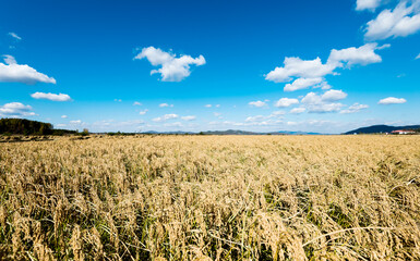 Golden rice field and sky with white clouds
