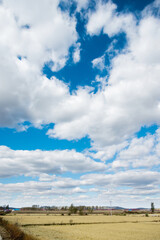 Golden rice field and sky with white clouds