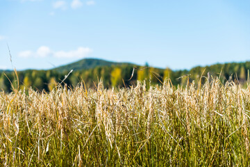 Obraz premium Golden rice field and sky with white clouds