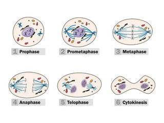 The process of karyokinesis (or mitosis) is divided into five stages: prophase, prometaphase, metaphase, anaphase, and telophase.