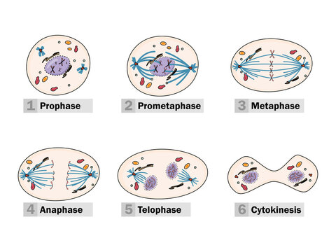 cytokinesis of mitosis diagram