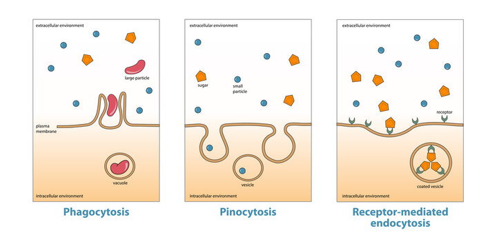 Variations of endocytosis: phagocytosis, pinocytosis, receptor-mediated endocytosis. Various types of endocytosis, uptake of matter through plasma membrane invagination and vacuole, vesicle formation