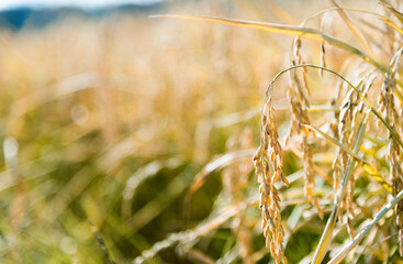 Close up autumn rice field