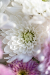 White Aster flowers in bloom.