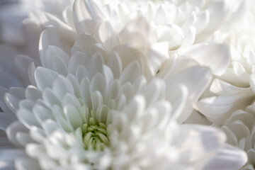 White Aster flowers in bloom.