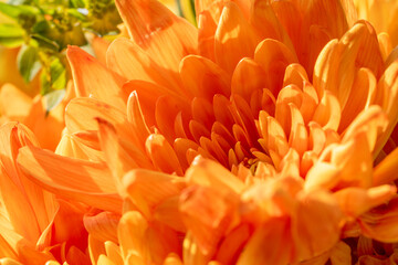 Yellow, and orange Aster flowers starting to bloom.