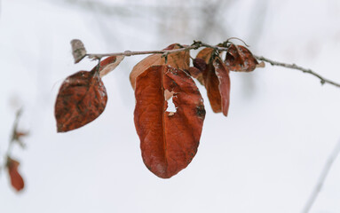 Withered red leaves on a tree branch in a winter forest and against a cloudy sky