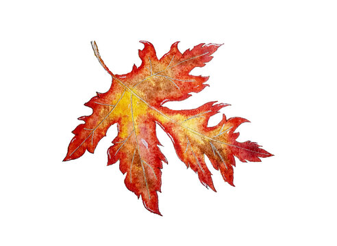 Maple leaf in brown, red, orange and yellow, close-up, top view. A multi-colored leaf without background. Watercolor drawing. Autumn season.