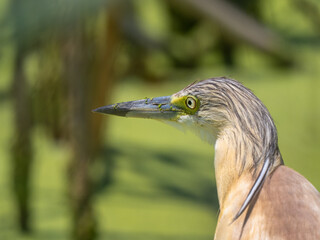 Squacco heron - Ardeola ralloides