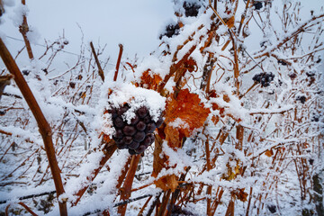 Weinberge Reben im winter