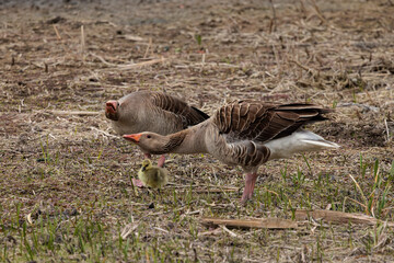 Greylag goose (Anser anser). Birds in their natural environment.