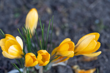 Orange crocuses grow in the ground, natural background, closeup.