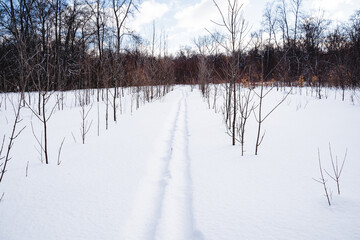 Ski tracks in the snow, the hunter skied through the snow, the winter road in the forest, cloudy weather, frost cold.