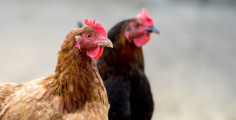 Brown hen in bio farm. Outdoor free range chicken.