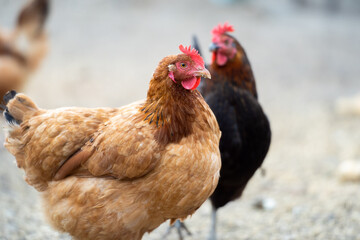 Brown hen in bio farm. Outdoor free range chicken.