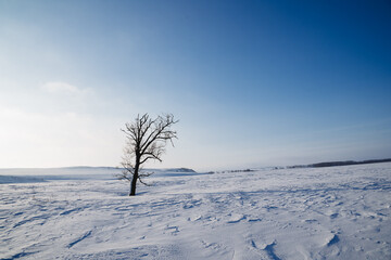 Minimalism winter landscape, tree in the snow, black trunk, oak grows in winter against the sky, cold weather blue sky, frosty day.