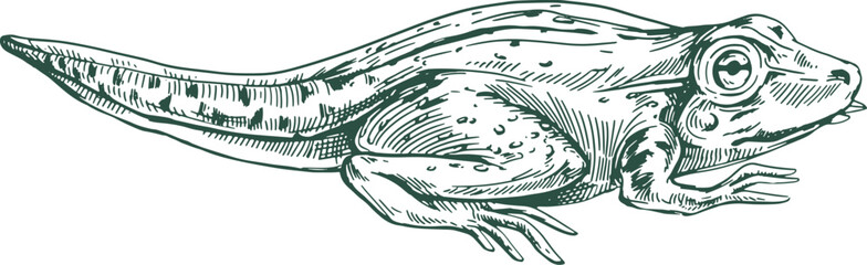 Obraz premium Tadpole Frog Hand Drawn Illustration