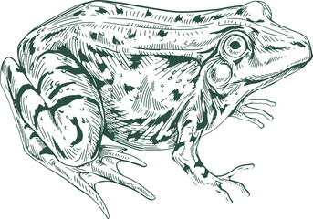 Frog Hand Drawn Illustration
