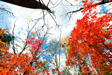 Red leaves in fall season