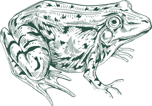 Frog Hand Drawn Illustration