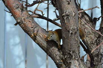 Obraz premium A Red Squirrel on a Tree