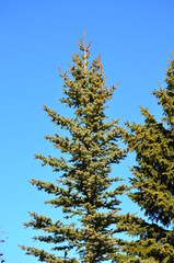 Fototapeta premium Spruce Tree against a Blue Sky
