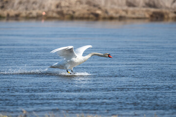 Fototapeta na wymiar landing of the swan