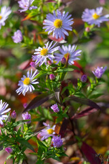 Fototapeta premium bush of michaelmas daisy flowers close up