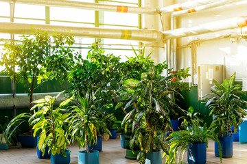 Industrial premises with green plants. Careful attitude to nature, conservation of resources, care for the environment.