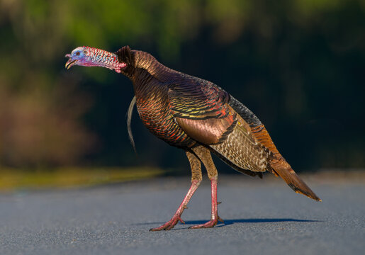 Wild Osceola turkey (Meleagris gallopavo osceola), aka Florida turkey, is a subspecies of wild turkey that only occurs in the Florida peninsula - side view of calling or gobbling while crossing a road