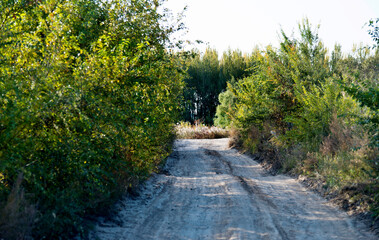 Landscape dirt road through green fields
