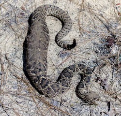 Wild adult eastern diamond back rattlesnake - crotalus adamanteus - with very large meal in its...