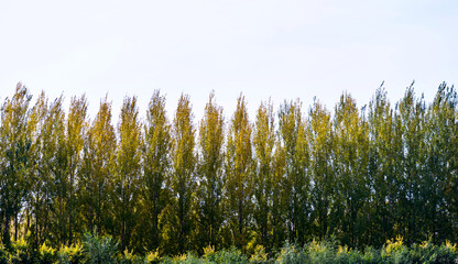 Rows of poplar trees in early autumn