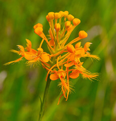 orange and flower