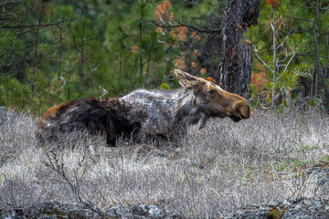 Resting Moose (Alces alces) after a Long Winter