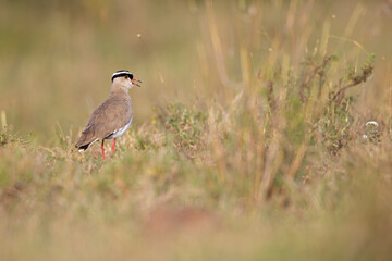 Crowned lapwing (Vanellus coronatus) foraging in a dry meadow.