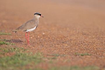 Crowned lapwing (Vanellus coronatus) foraging in a dry meadow.