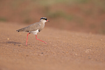 Crowned lapwing (Vanellus coronatus) foraging in a dry meadow.