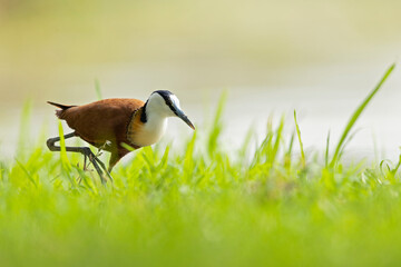 African jacana (Actophilornis africanus) foraging in a meadow.