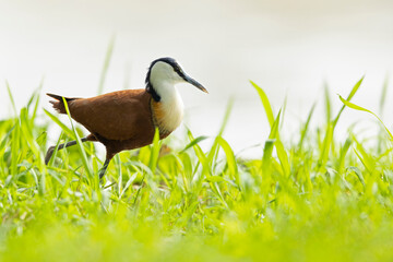 African jacana (Actophilornis africanus) foraging in a meadow.