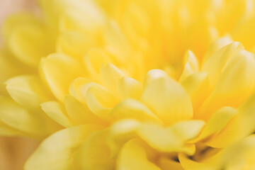 Obraz premium A yellow chrysanthemum flower.